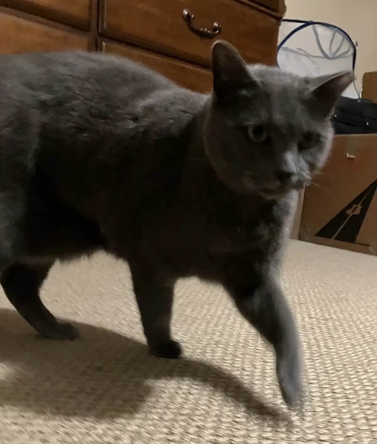 A gray cat stands on a beige carpet in a room with a wooden dresser and a cardboard box in the background. The cat has a…