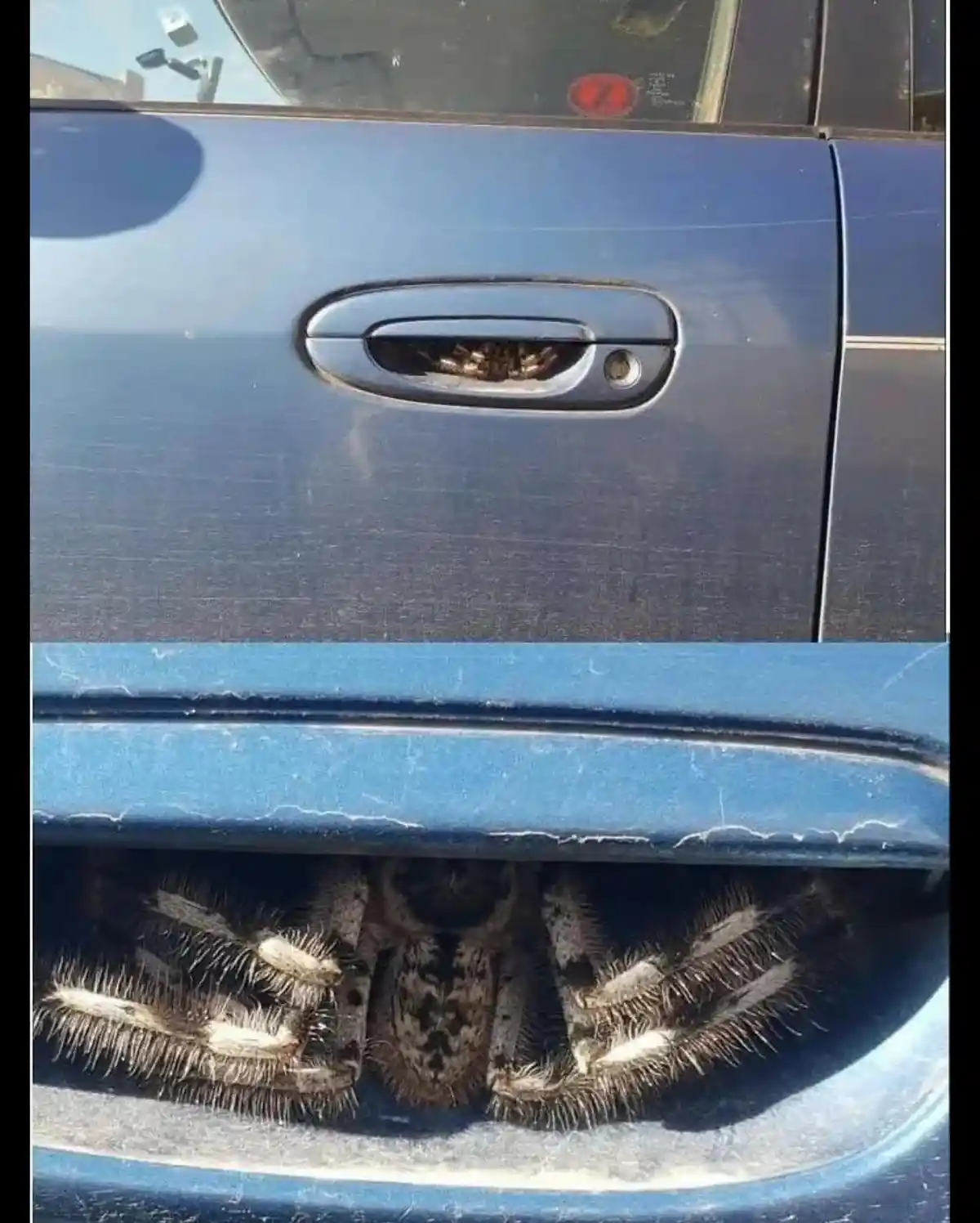 A large, hairy tarantula is visible inside the handle of a blue car door, with the top image showing only its legs peeking…