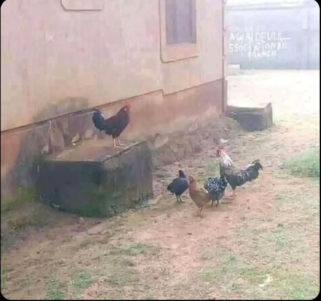 A rooster stands atop a concrete block near a building, while several chickens gather below. In the background, a wall has…