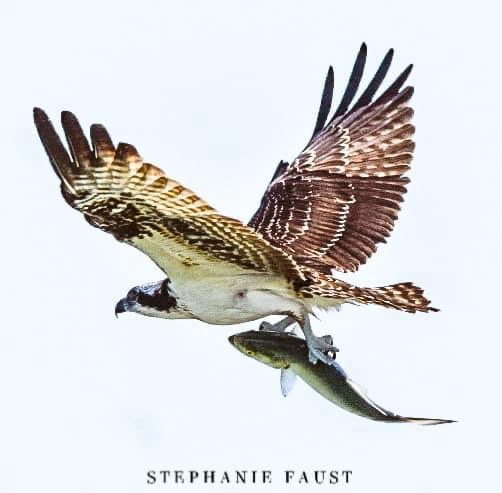 Osprey: The Majestic Bird in Focus