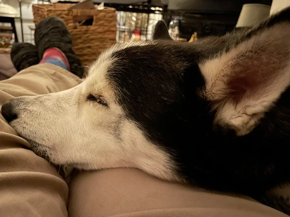 A black and white husky dog is peacefully sleeping with its head resting on a person's lap, who is wearing beige pants and…