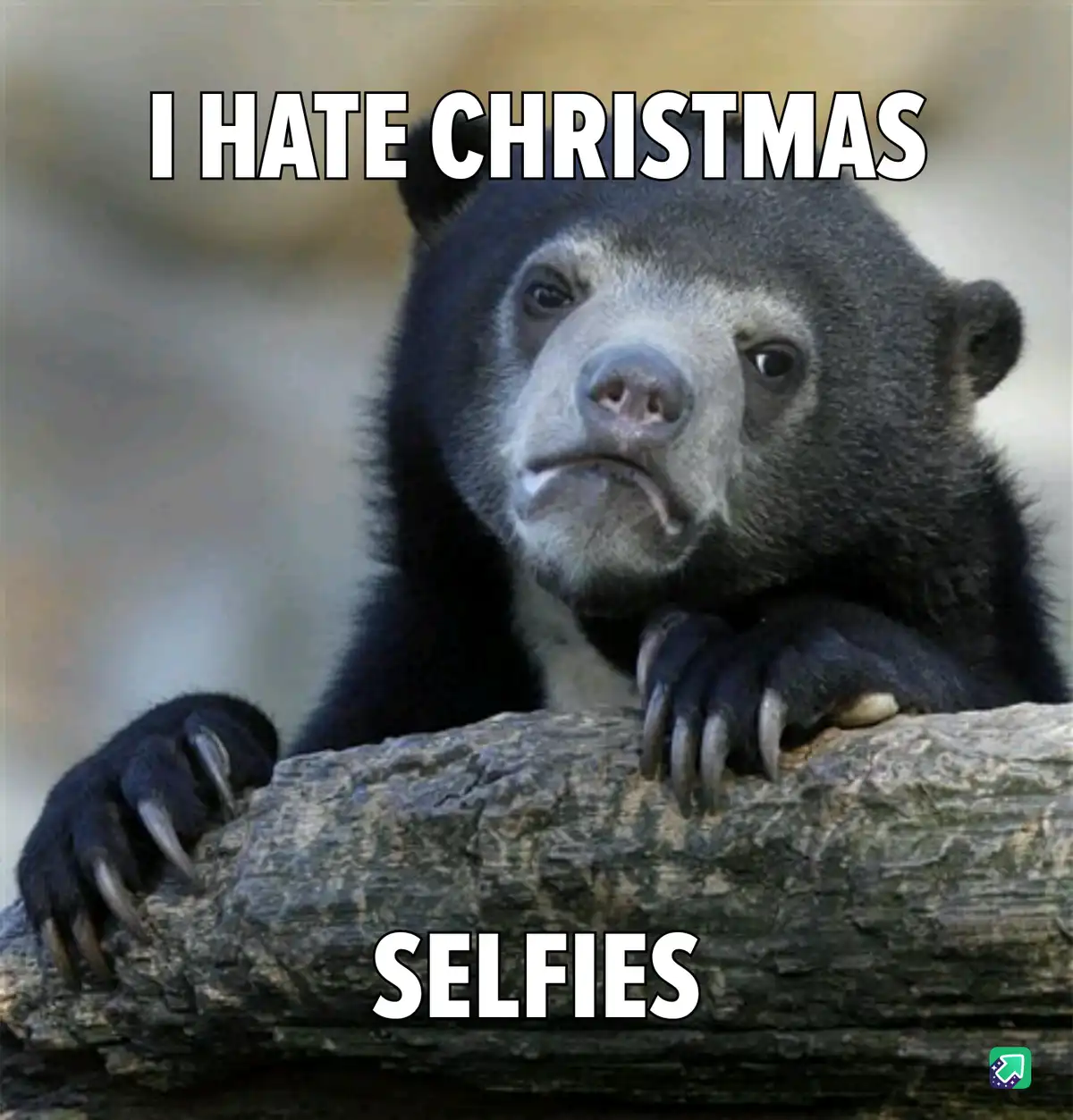 A close-up photo of a sad-looking sun bear resting its paws on a log, with the text 'I HATE CHRISTMAS' at the top and…