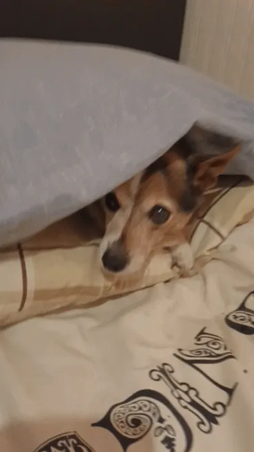 A sequence of four images shows a brown and black dog peeking out from under a grey blanket on a bed with patterned sheets…