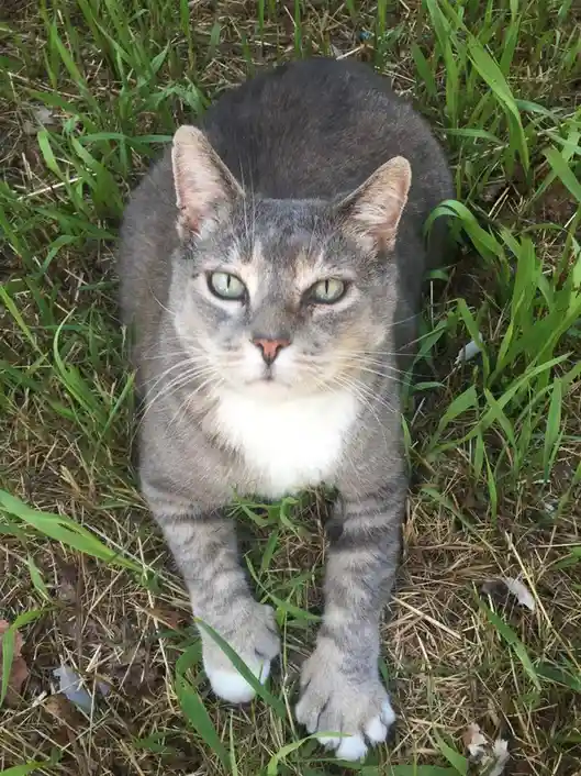 My Late Father's Cat Dumpling: The Cat-Brother Connection