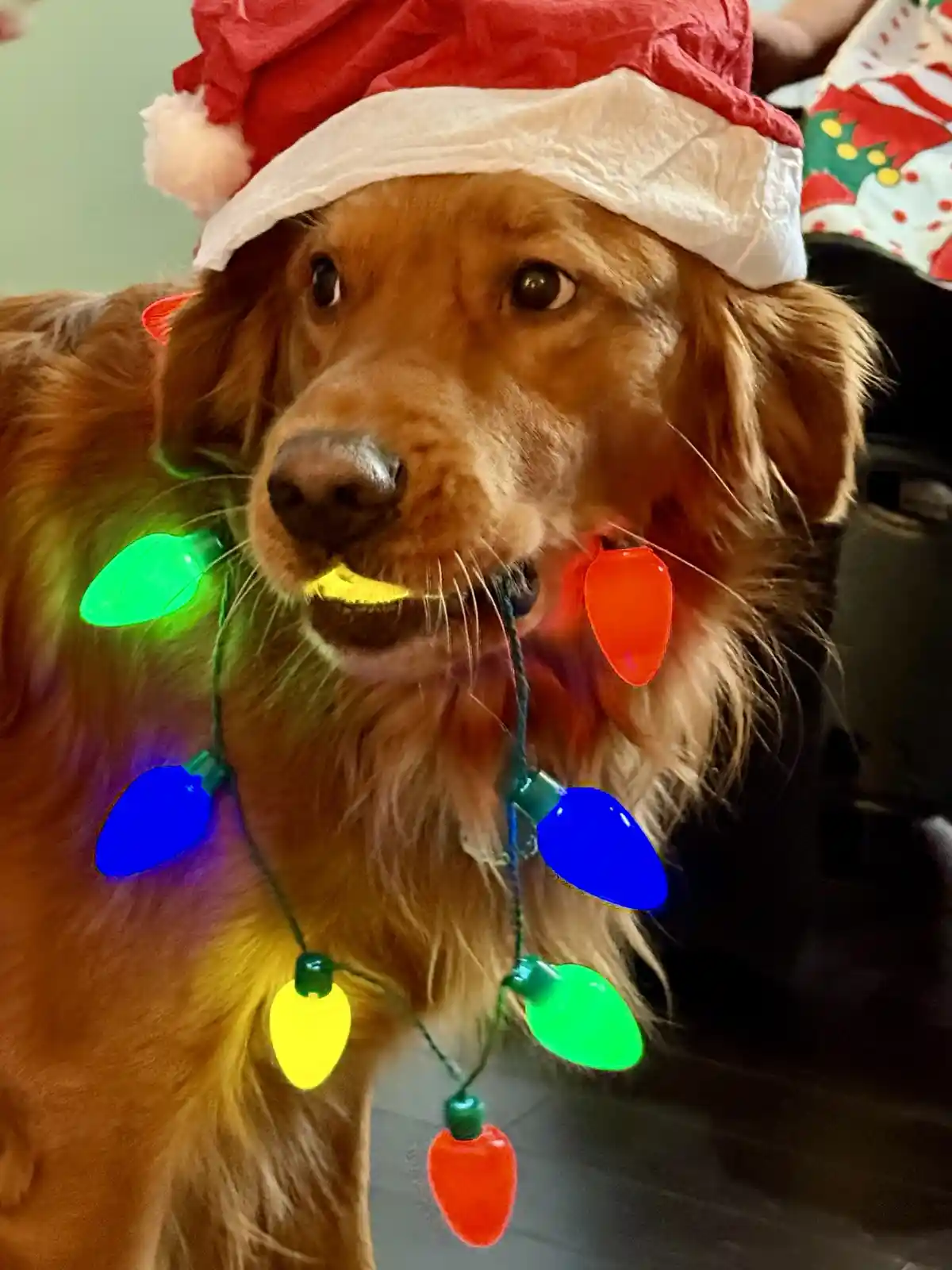 A golden retriever wearing a red and white Santa hat has a string of colorful Christmas lights tangled around its neck and…