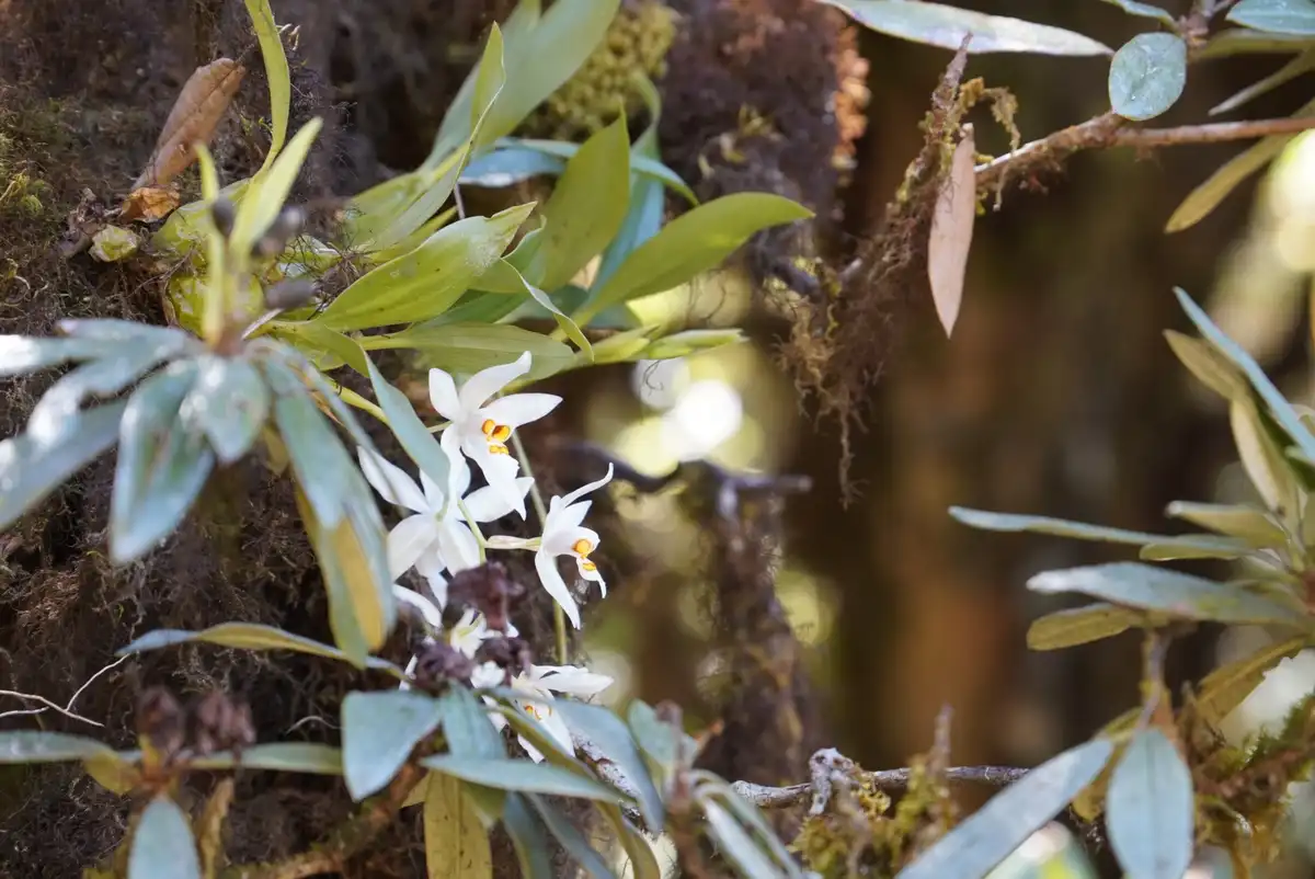 A close-up photo shows delicate white orchid flowers with yellow centers growing among green leaves and moss-covered…