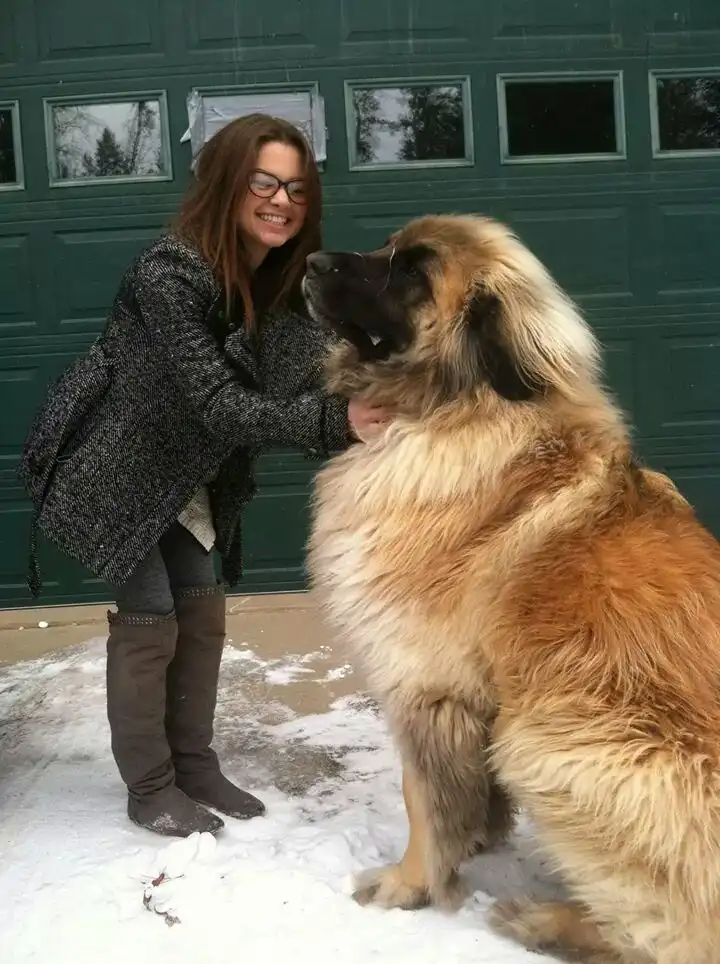 A woman in glasses and a grey coat stands in snow next to a large, fluffy Leonberger dog. She is smiling and petting the…