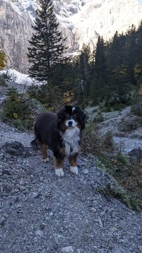 Met a Good Boy on My Hike Today