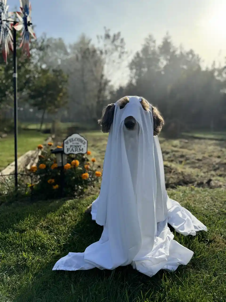 A dog sits on green grass outdoors, draped in a white sheet to look like a ghost, with only its nose and ears visible. In…