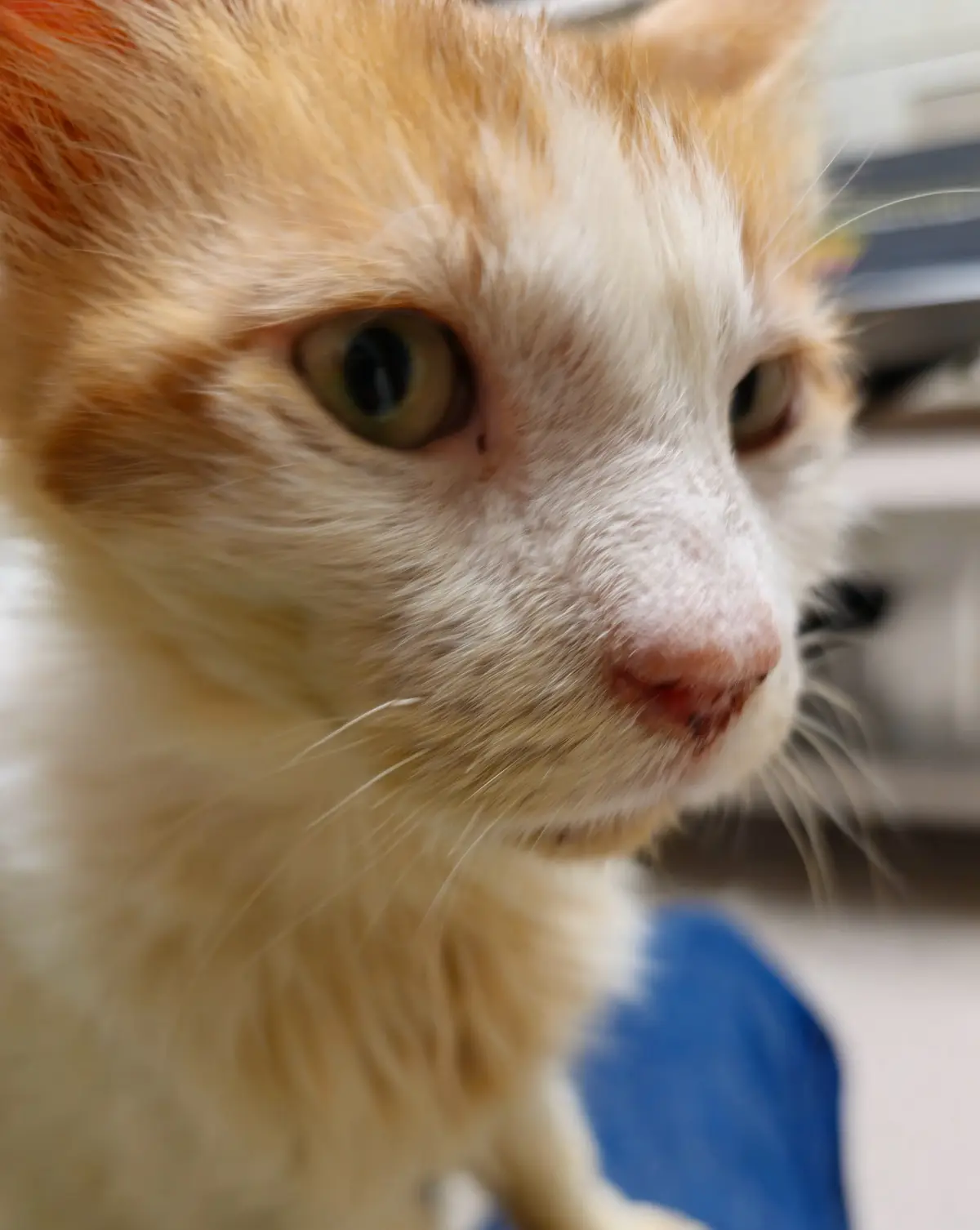 Rescued from a shopping bag and thrown into the river