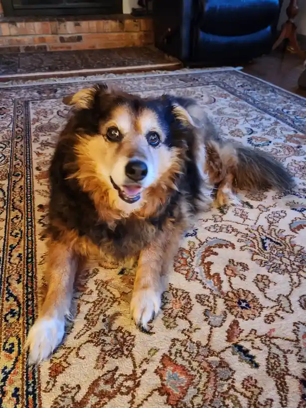 A fluffy, tri-colored dog with expressive eyes and a slightly open mouth lies on an ornate patterned rug in a living room…