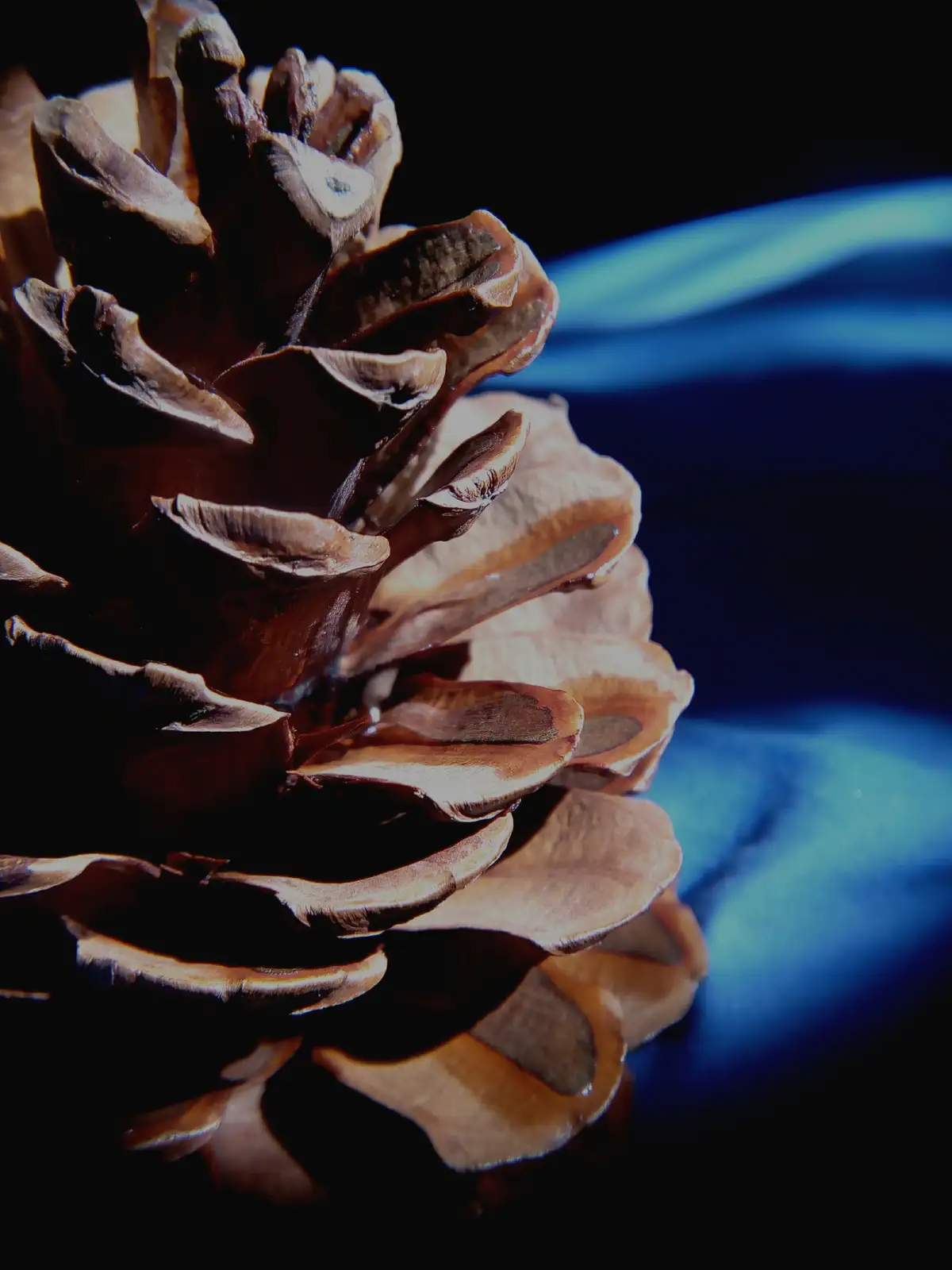 Check Out My Pinecone!