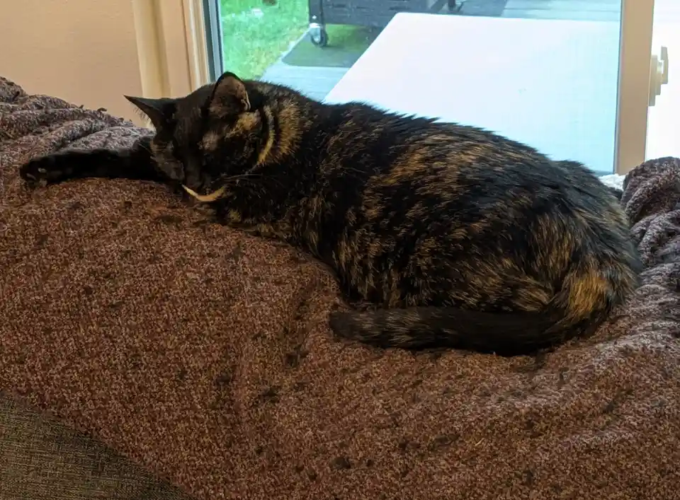 A tortoiseshell cat is sleeping soundly on a brown textured blanket near a window, with its eyes closed and one paw…