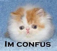A fluffy, round-faced kitten with wide, innocent eyes sits on a blue textured surface. The text 'IM CONFUS' is overlaid in…
