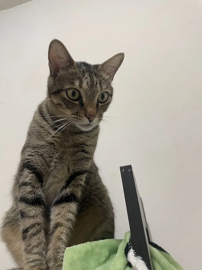 The Cat's Secret Life: Unveiled