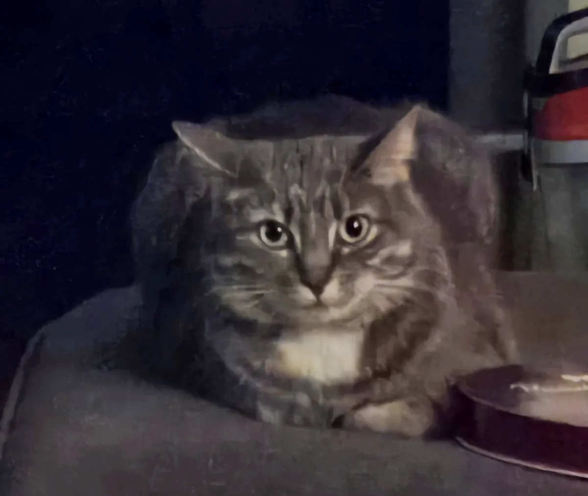 The Purr-fect Moment