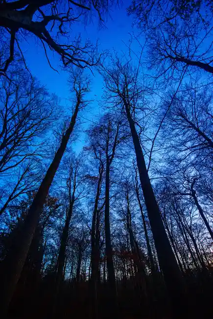 Stunning Trees at Sunset