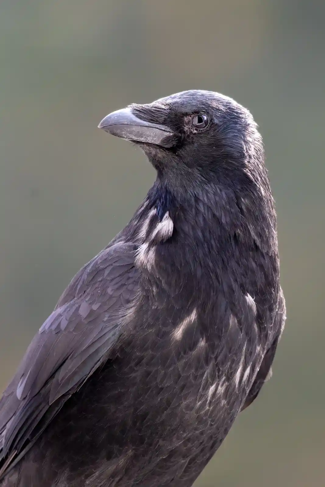 Just a Crow, Nothing More...