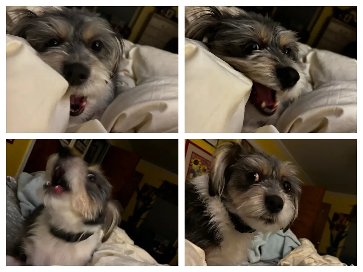 Rigby Ragazzo is living it up today!