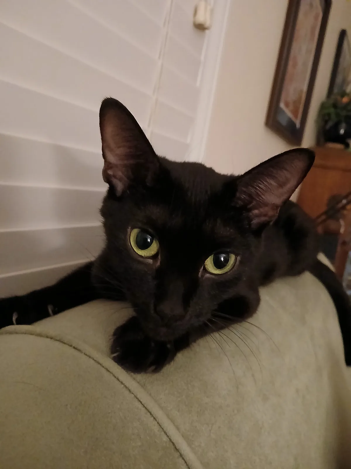 A black cat with large, glowing green eyes stares intently at the camera while lying on a light-colored couch. The…