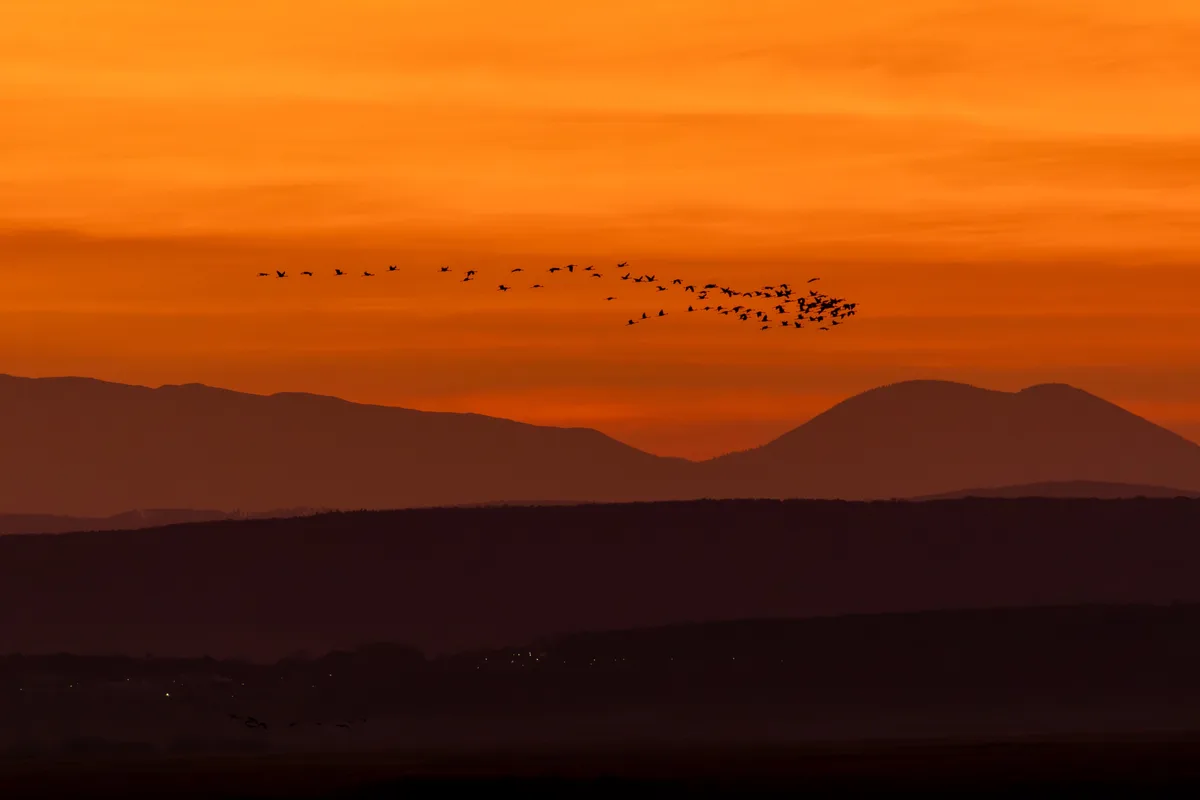 Cranes in Flight: A Stunning Sundown Migration