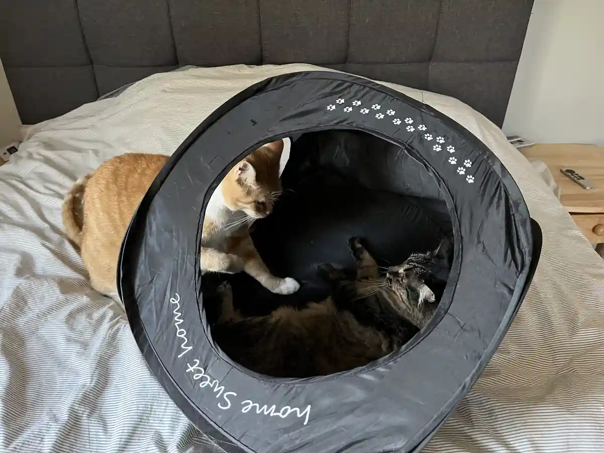 Caturday: The Epic Cat Showdown