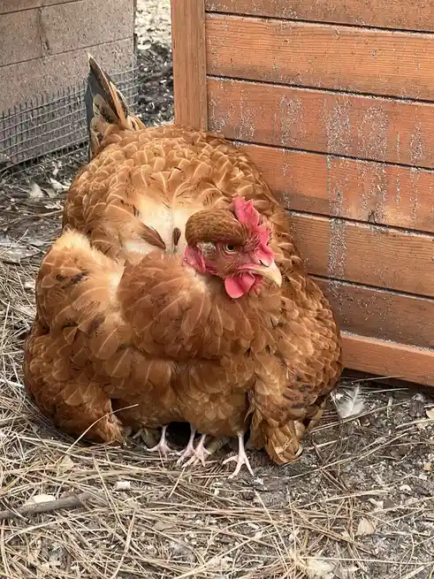 Rizzo and her chicks: A nostalgic look back to December