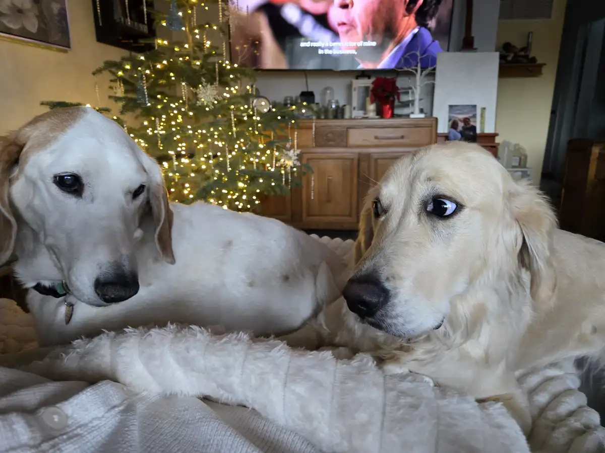 Daisy and Floyd: A Whimsical Encounter