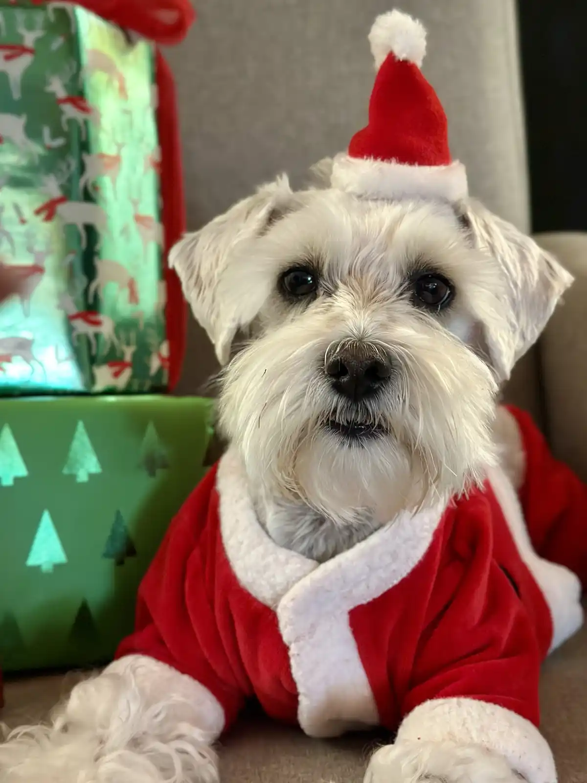 A small white dog with fluffy fur is dressed in a red Santa suit with white trim and a matching Santa hat, lying on a couch…