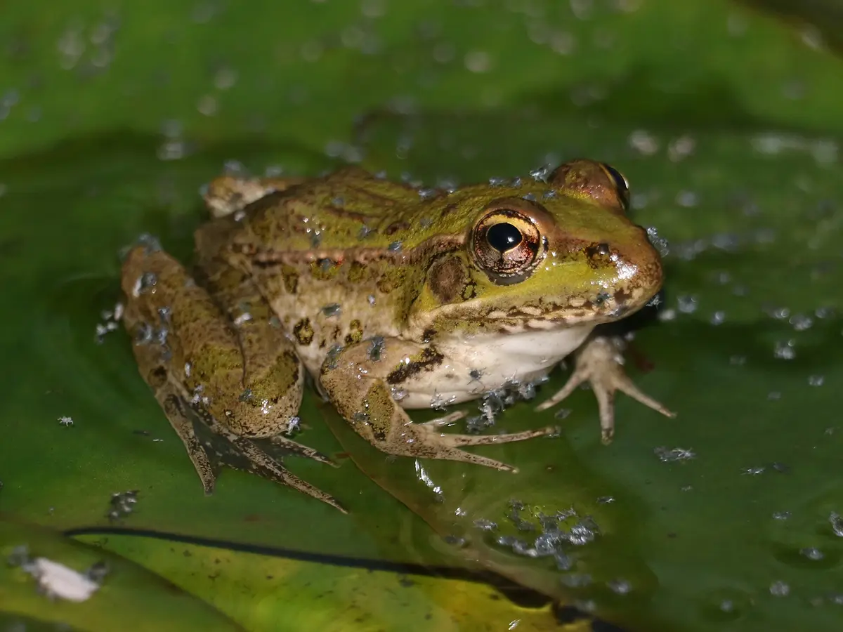 A green frog with brown speckles sits on a lily pad covered in tiny white bugs, looking directly at the camera. The overlaid…