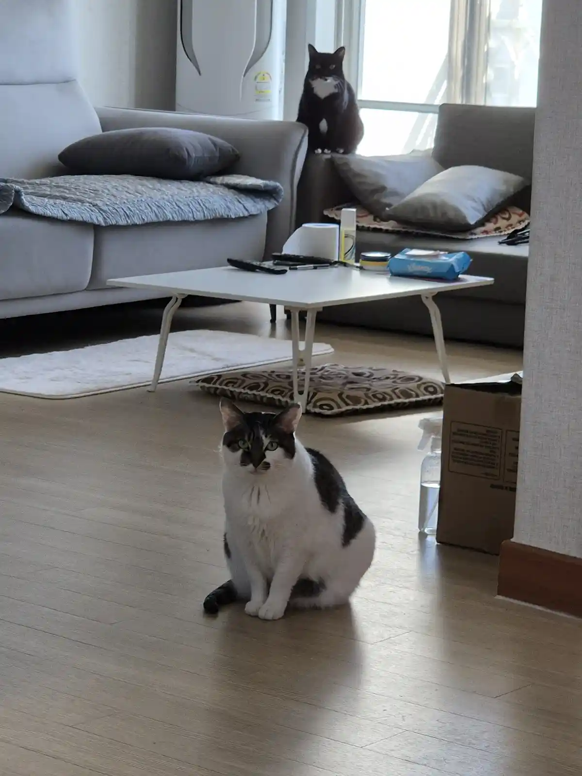 Two Curious Cats Staring Right at Me