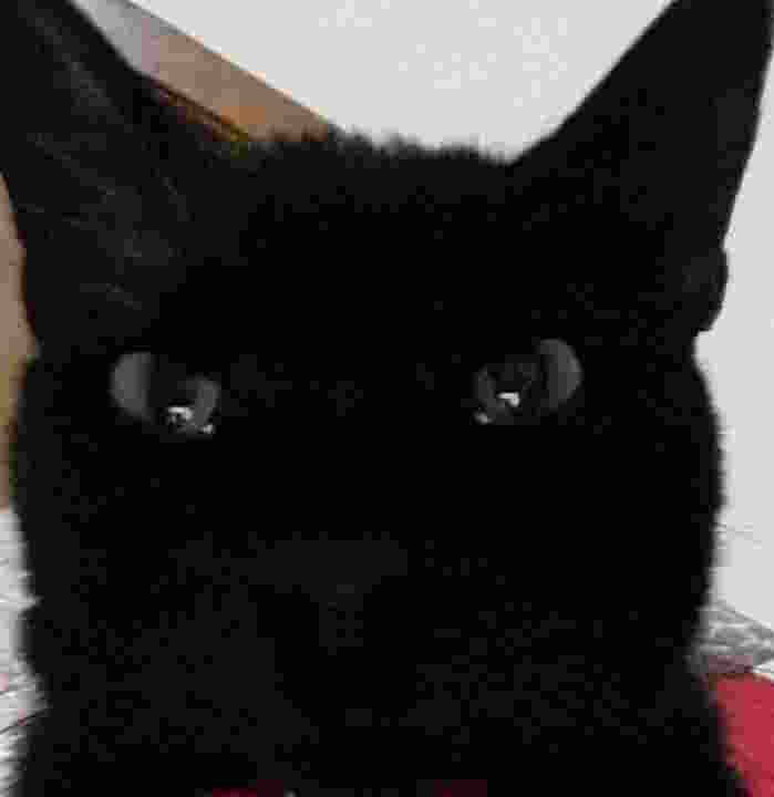 A close-up photo of a black cat's face, with large, dark eyes staring directly at the camera. The cat's fur is entirely…