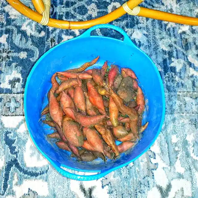 A bright blue plastic bowl filled with freshly harvested, dirt-covered sweet potatoes sits on a patterned blue and white…