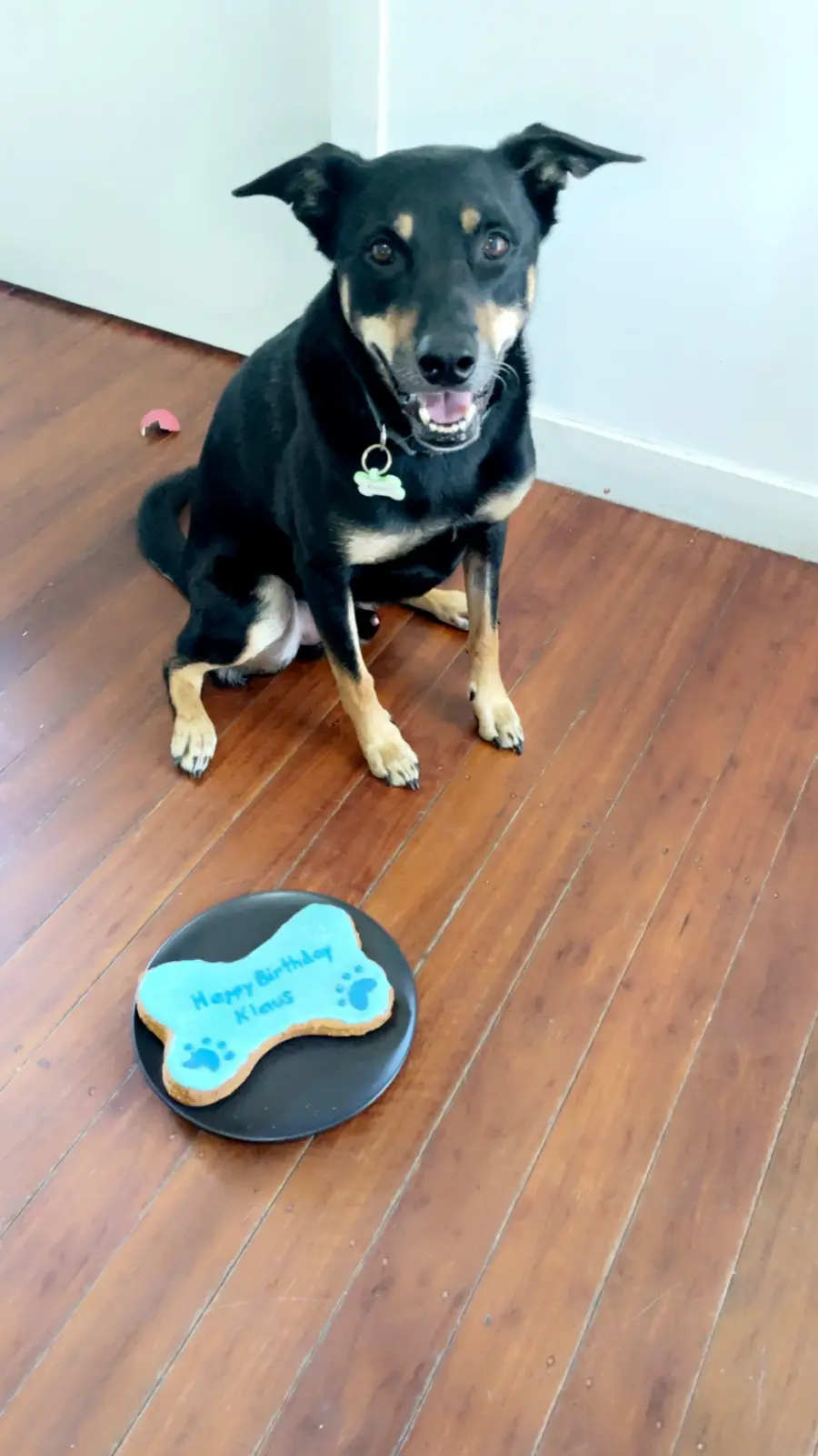 A black and tan dog sits on a wooden floor looking at the camera with a happy expression, in front of it is a bone-shaped…