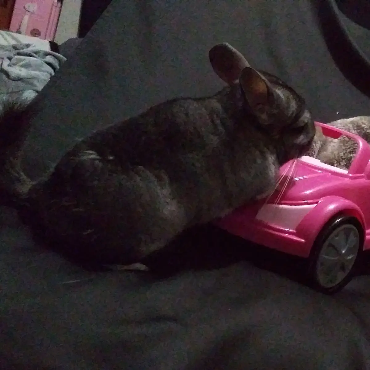 A chinchilla is lying on its side next to a pink toy car, appearing to be resting or sleeping. The chinchilla's body is…