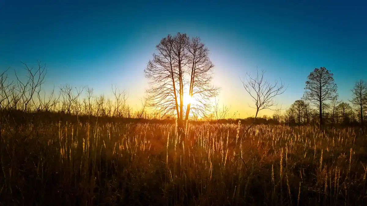 A serene landscape photo shows a field of tall, dry grass with bare trees silhouetted against a vibrant blue sky and a…