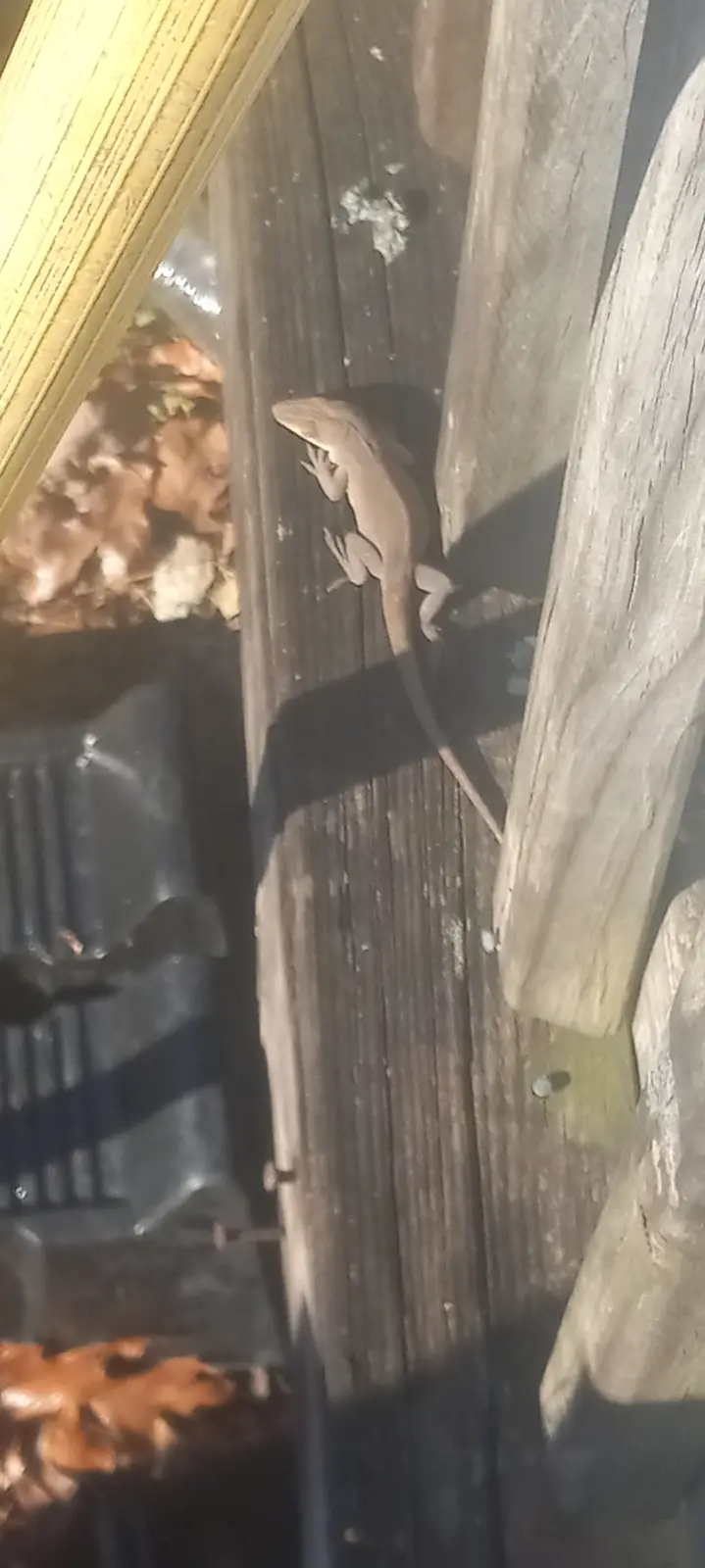 Check out this fascinating lizard I discovered today!