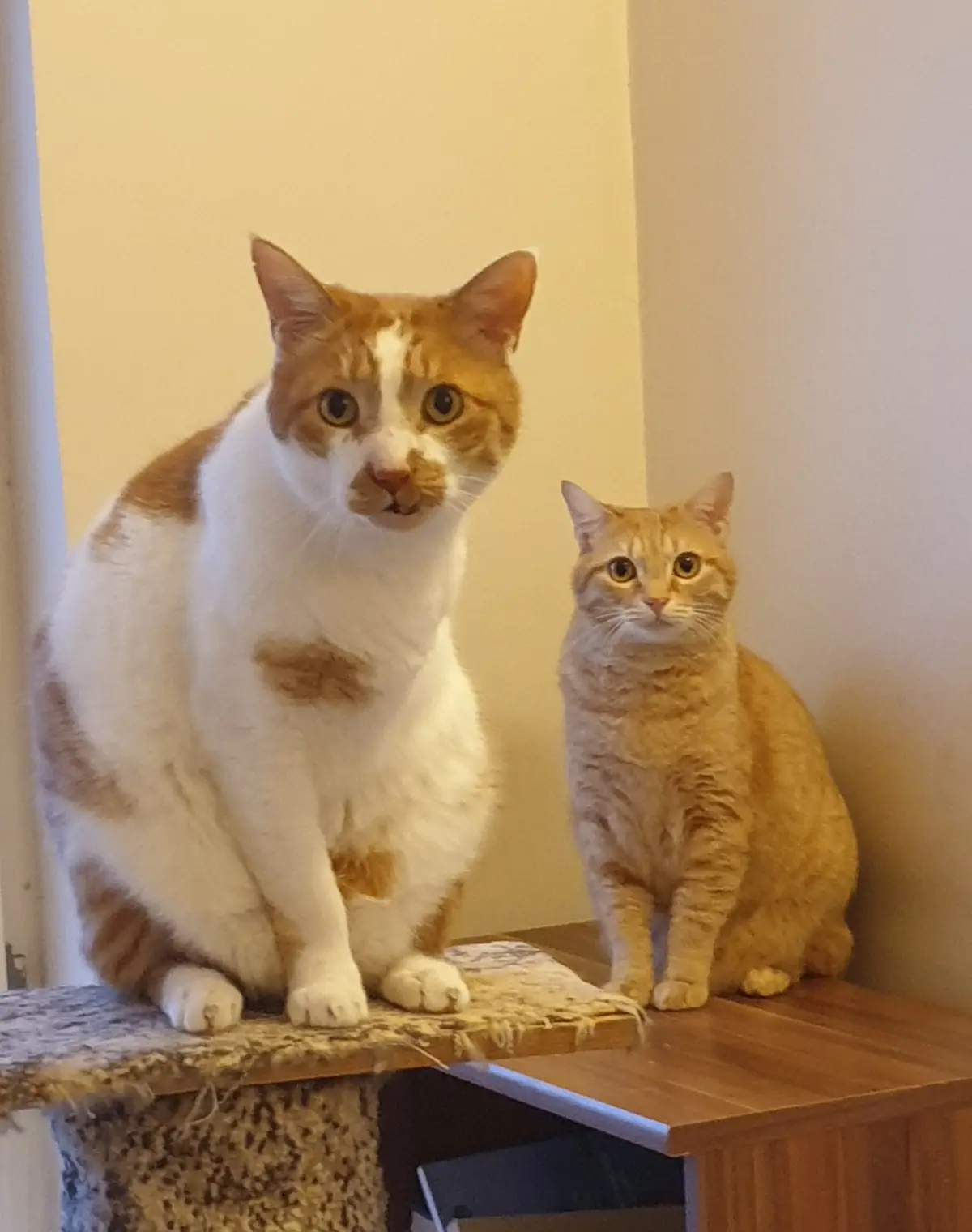 The Dynamic Duo: Mischo and Pixie