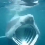 A blurry underwater image shows a large shark with its mouth wide open, revealing sharp teeth, as it approaches the surface…
