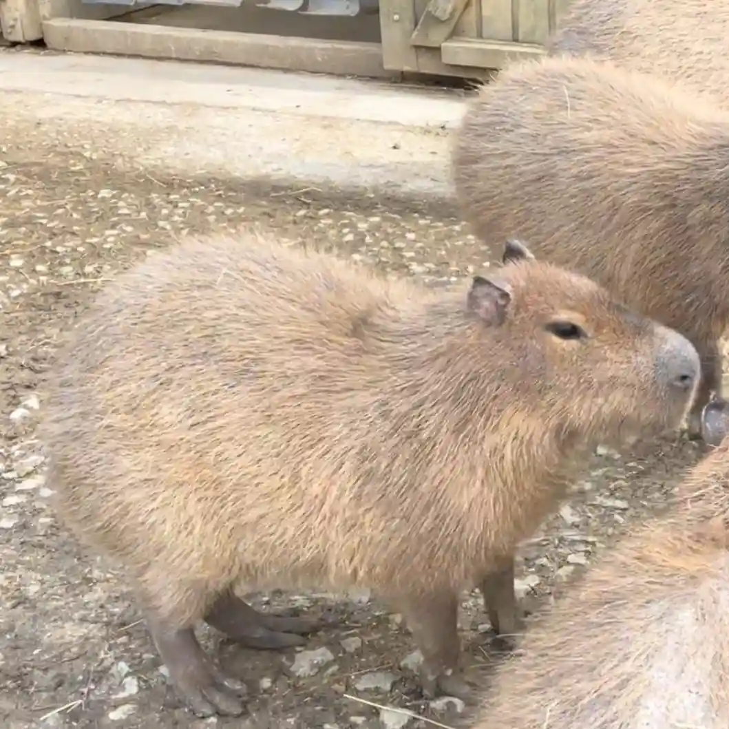 A close-up photo of a capybara standing on dirt ground, looking sideways with a calm, slightly unimpressed expression…