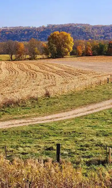 A scenic autumn landscape shows a harvested cornfield with rows of stubble, a dirt path, and trees with yellow and orange…