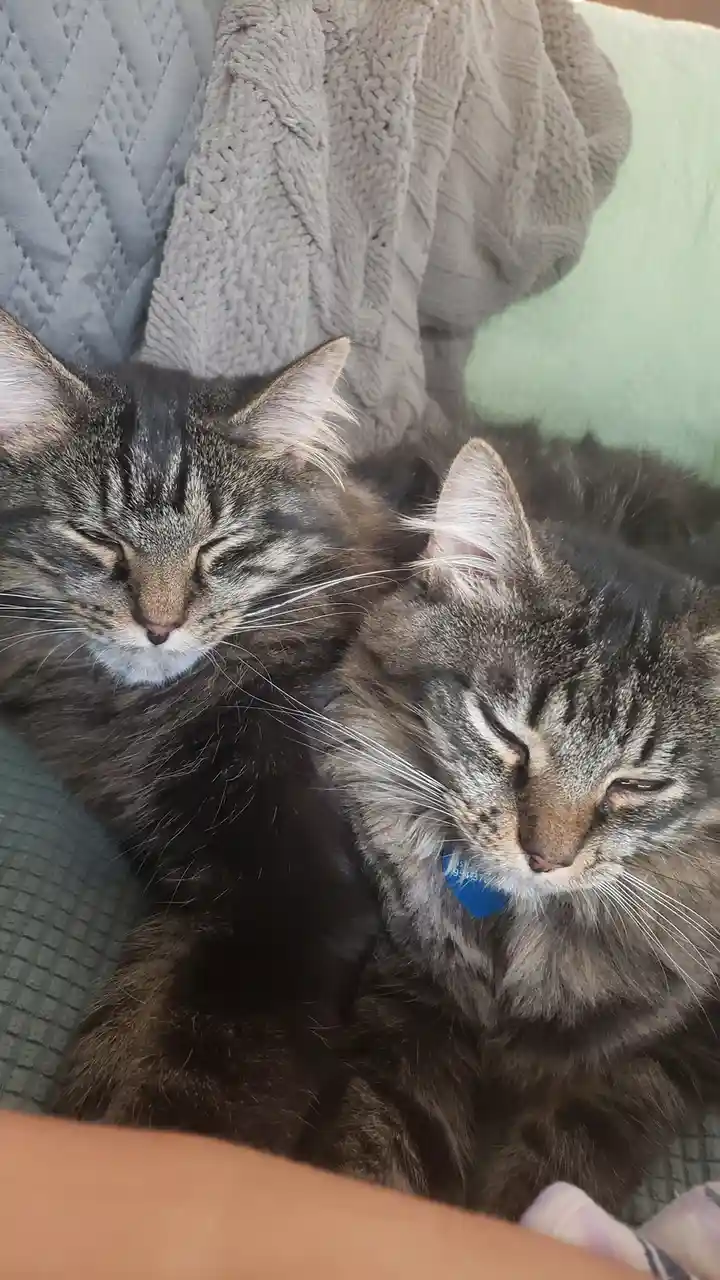 Two fluffy tabby cats are curled up together on a couch, both with their eyes closed and appearing deeply asleep. One cat…