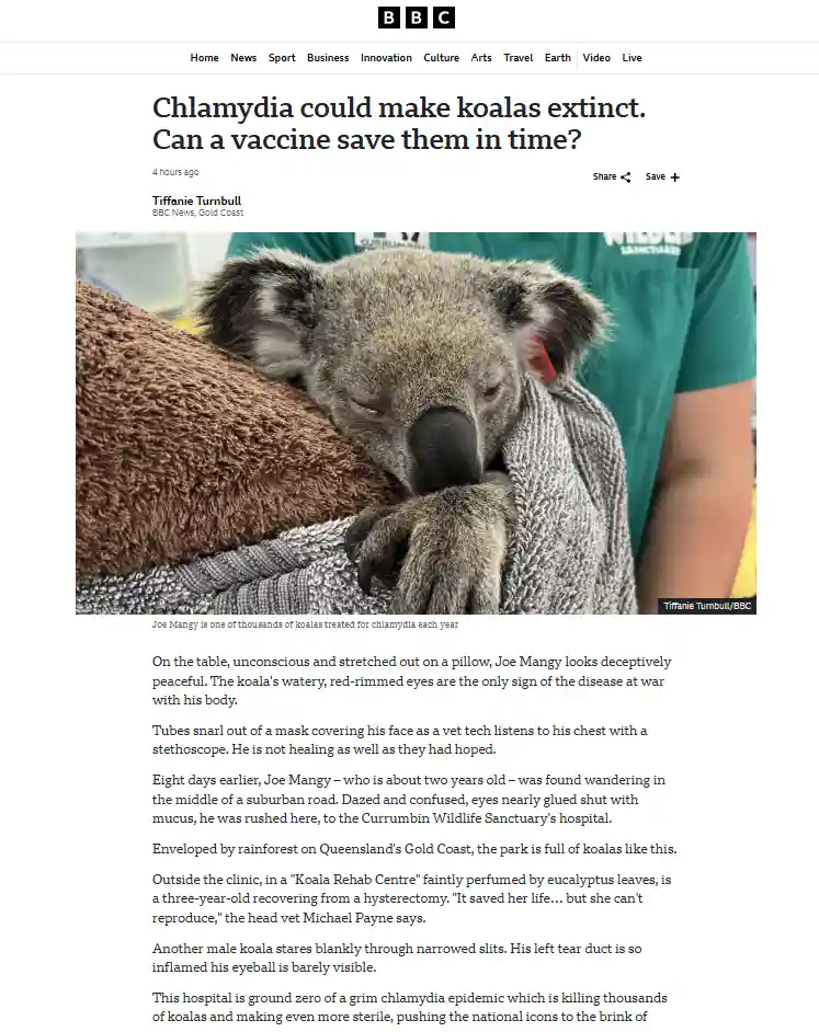 A BBC News article screenshot shows a close-up of a koala, Joe Mangy, appearing lethargic and resting on a pillow while…
