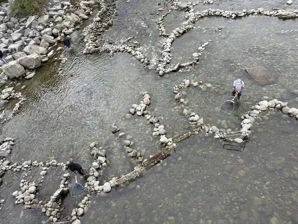 Salmon of the Capilano River: A First Nations Perspective
