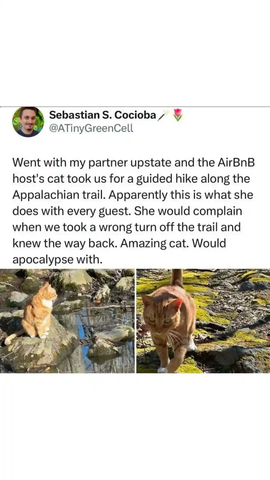 A tweet by Sebastian S. Cocioba shows two photos of an orange tabby cat in a forest setting. In one, the cat sits on a mossy…