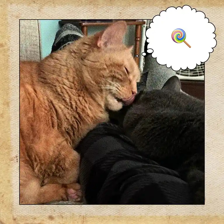 An orange cat is licking a black cat while lying on a person's lap, with a thought bubble above its head containing a…