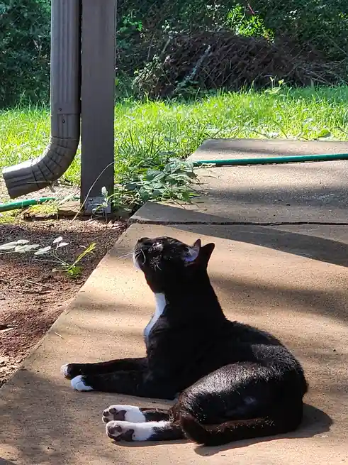 The Radiant Sun Cat!