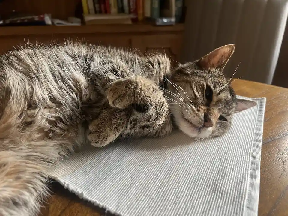 A fluffy tabby cat is lying on its side on a white textured placemat placed on a wooden table, appearing very relaxed with…