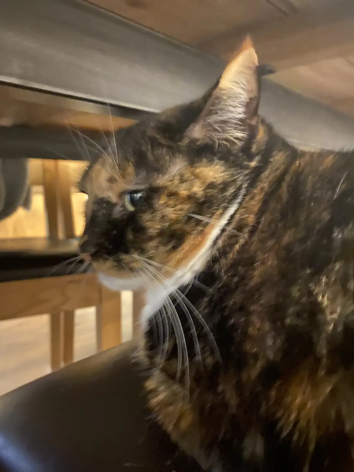 A close-up photo of a calico cat with black, orange, and white fur, sitting under a wooden table or shelf, looking sideways…