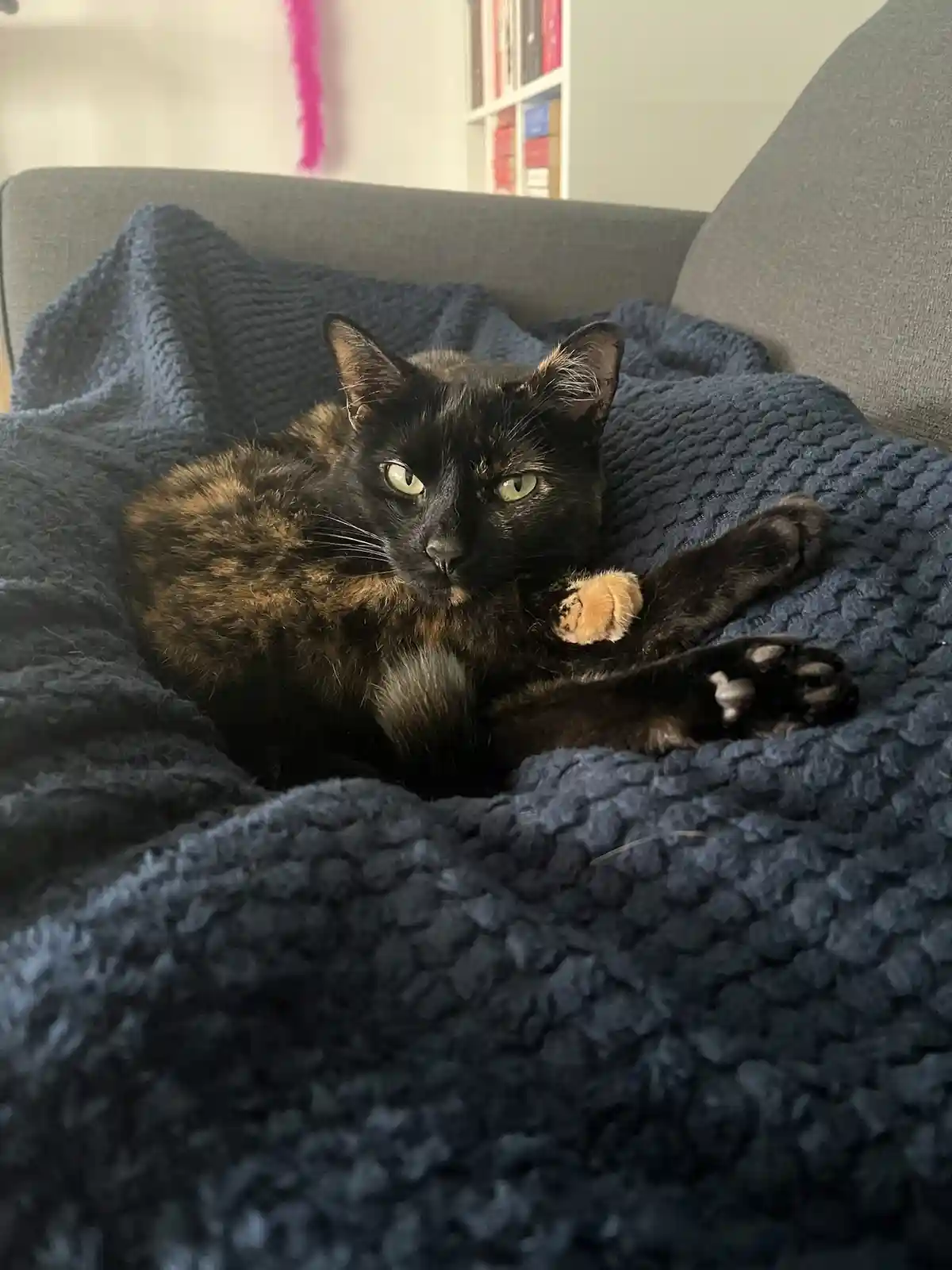 A tortoiseshell cat with green eyes lies relaxed on a dark blue textured blanket draped over a gray couch, one paw raised…